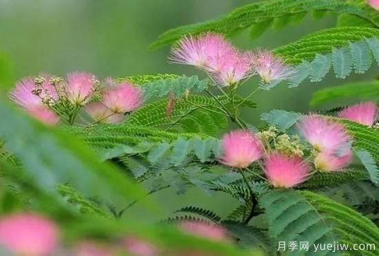 适合我国西部和北部地区的绿化种植的苗木推荐！(图9)