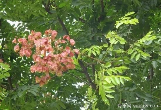适合我国西部和北部地区的绿化种植的苗木推荐！(图10)