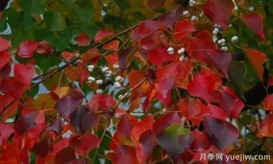 适合我国西部和北部地区的绿化种植的苗木推荐！(图12)