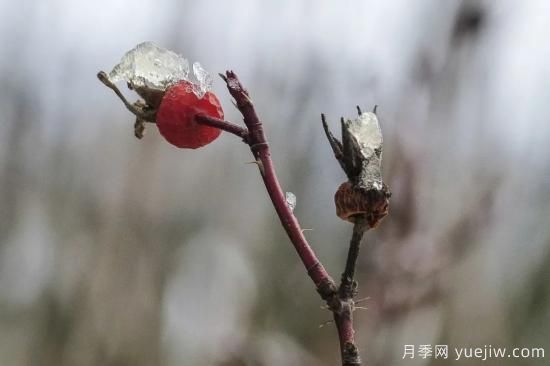 耐寒性，你家月季抗不抗冻？月季如何过冬(图12)