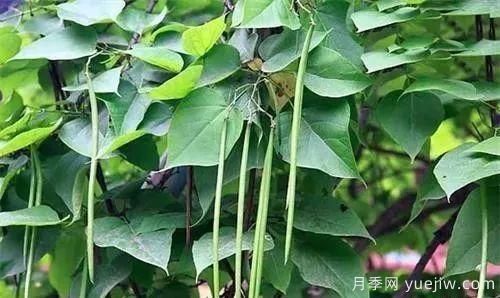 适合我国西部和北部地区的绿化种植的苗木推荐！(图13)