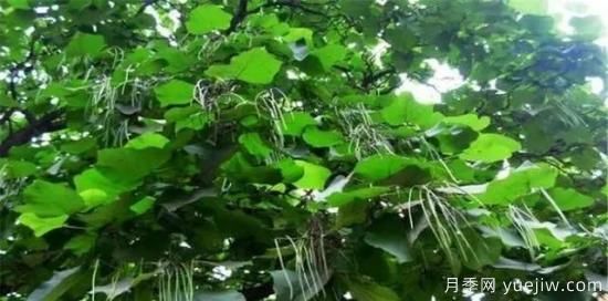 适合我国西部和北部地区的绿化种植的苗木推荐！(图14)