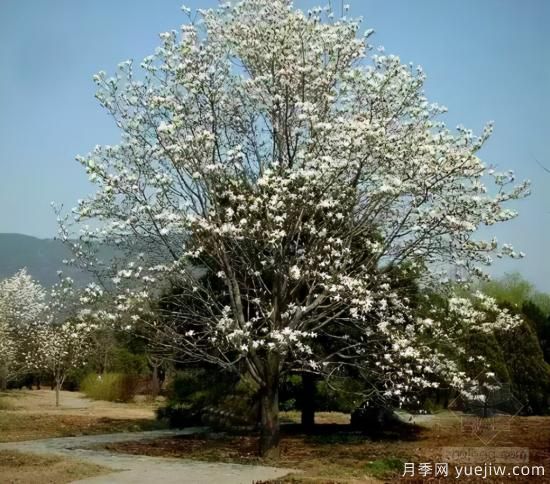 景观人必知的行道树知识！附30种常用落叶乔木介绍(图10)