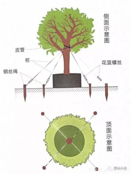 容器苗怎么固定才能防止倾倒？(图4)