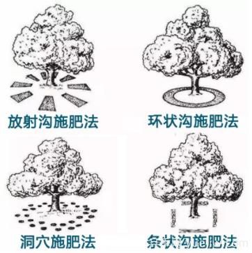 花卉苗木秋季土埋有机肥有哪几种方法？(图1)