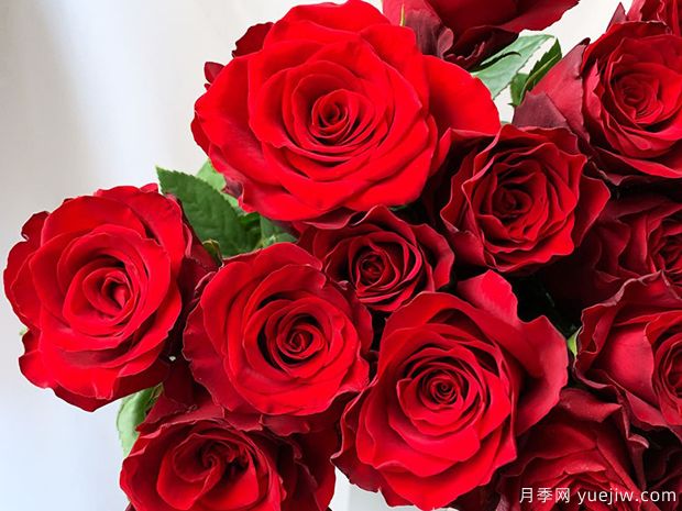 鲜花店的红色玫瑰月季，你喜欢哪一个？(图4)