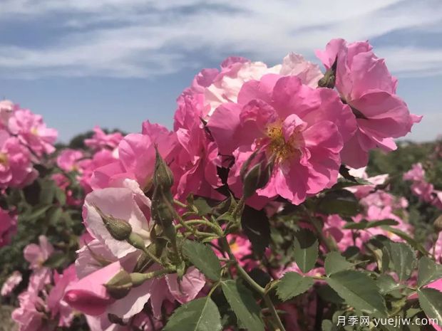 乌鲁木齐玫瑰市花文化和月季景观(图1)