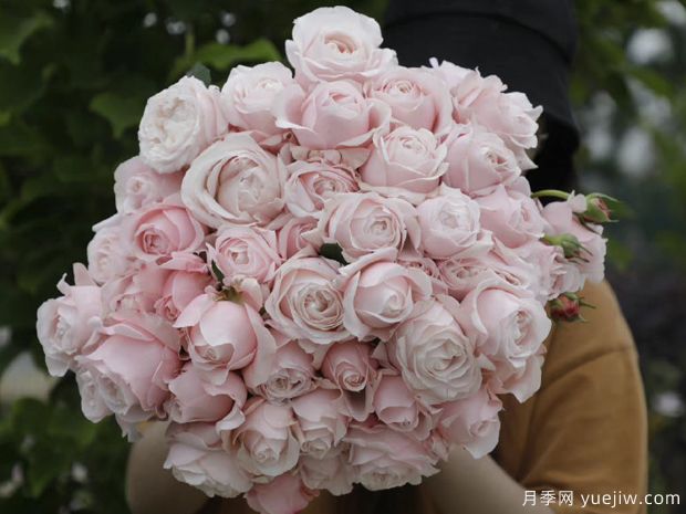 芳姿月季(图3)