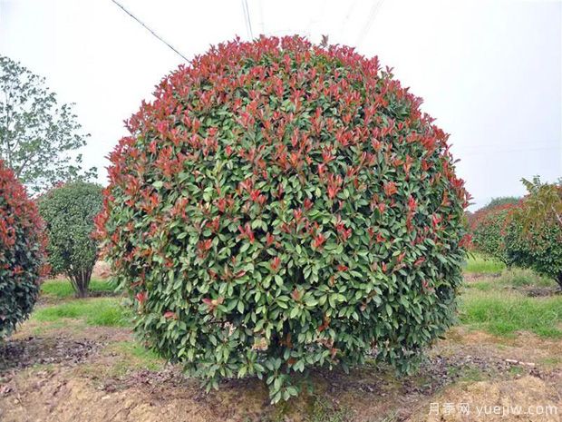 红叶石楠(图2)