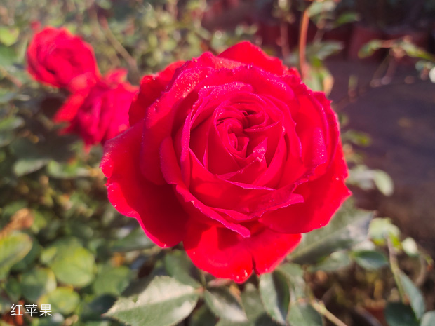 昆明晋宁切花月季产业壮大美丽经济(图1)