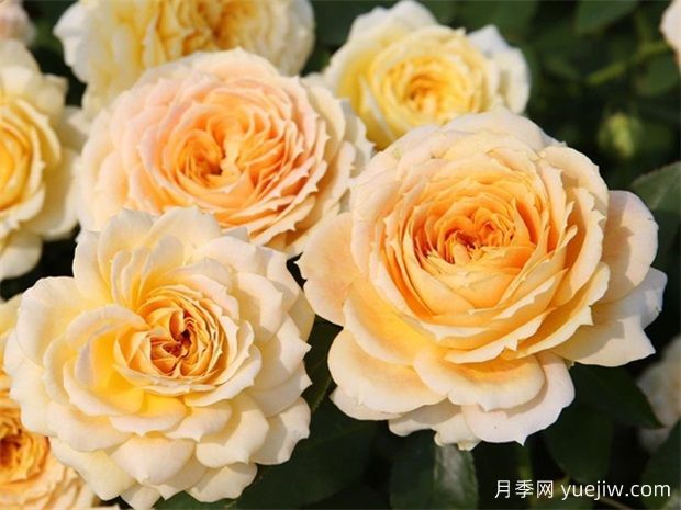 冬季月季花卉施肥全攻略，春天开爆盆(图1)