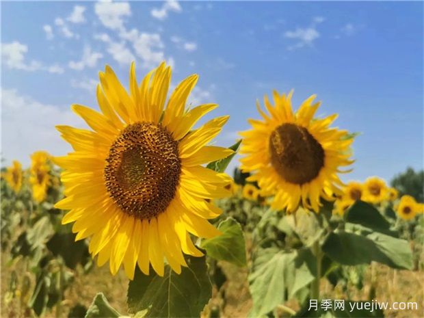 20余种适合花海配置应用的草花品种(图1)