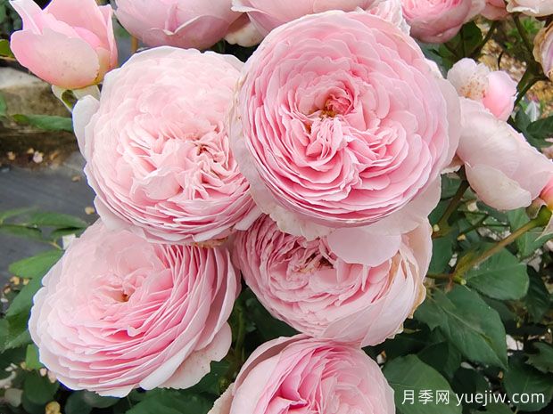 19朵粉色玫瑰花语是什么？(图1)