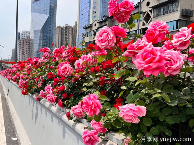 成都月季应用和景观图集(图1)