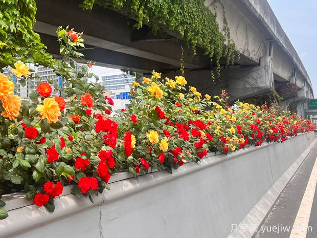 成都月季应用和景观图集(图2)