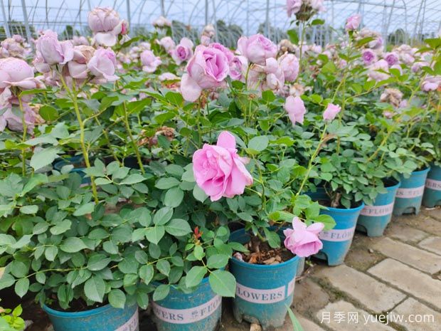 刚买的月季花怎么养护？新买的月季花养护指南(图1)