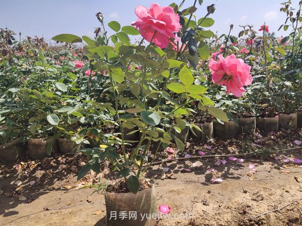 大花月季大袋苗培育怎么做？一起来看看(图2)