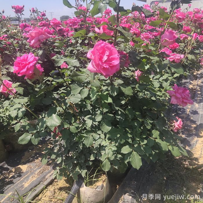 月季栽植的具体步骤有哪些？(图1)