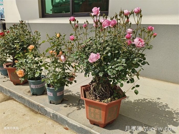 盆栽月季老是死？阳台如何养好盆栽月季？(图1)