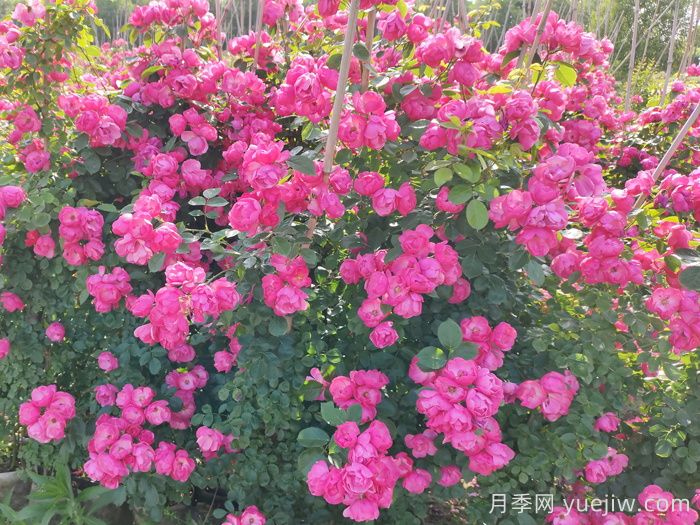 爬藤月季可以作为护坡植物吗？(图1)