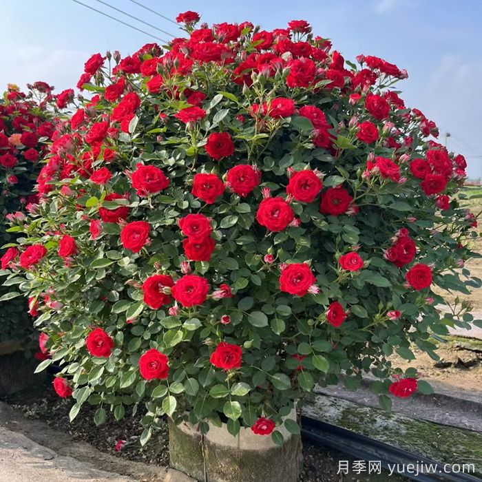 藤本月季造型花球冠幅1米价格(图1)