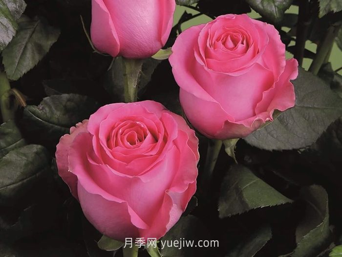 上海夫人月季的介绍和优缺点(图1)
