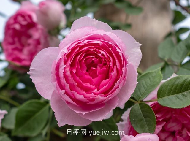 紫葡萄月季介绍和优缺点(图1)