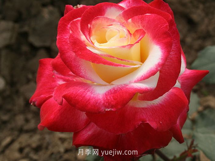 红双喜月季介绍和优缺点(图1)