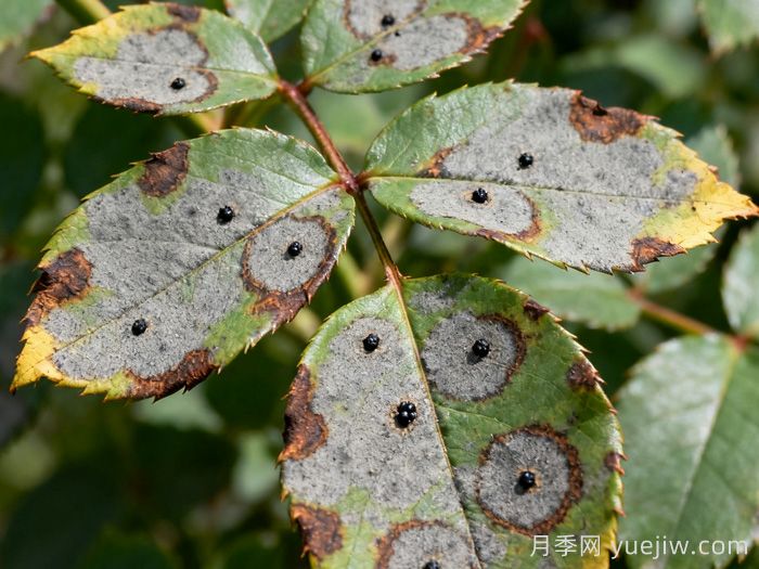 月季灰斑病的症状及防治(图1)