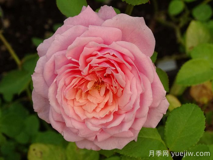 娜芙蒂蒂王后月季(图1)