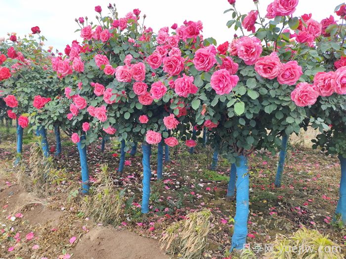 月季花为什么越开越小？(图3)