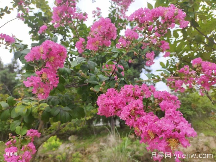 十大适合种植的绿化树(图5)
