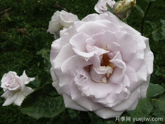 不锈钢月季(图2) 不锈钢月季(图2)