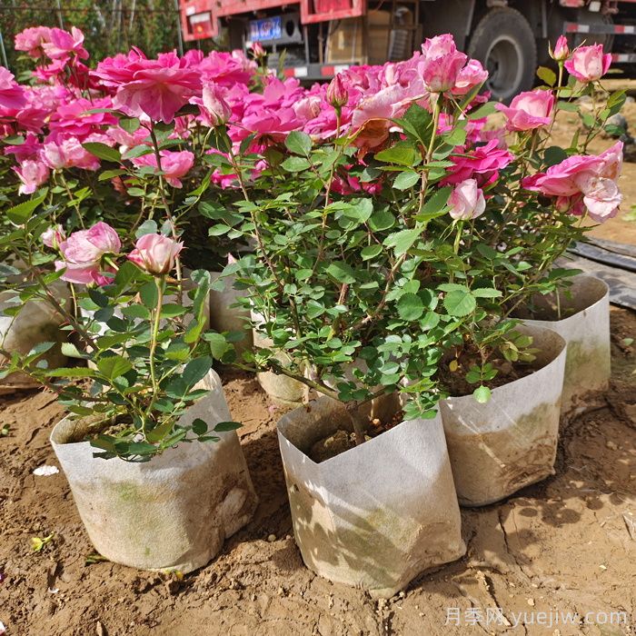 花箱种植月季有什么要求?(图1) 花箱种植月季有什么要求?(图1)