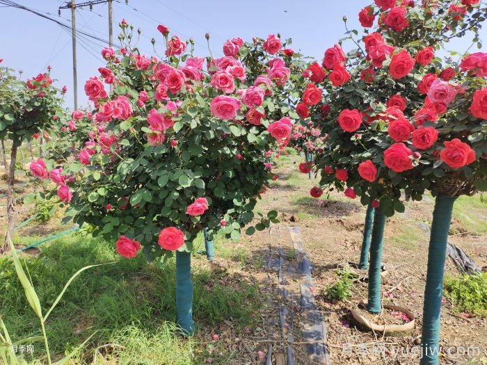 高杆月季是绿化常用品种,价格是多少?(图1) 高杆月季是绿化常用品种,价格是多少?(图1)