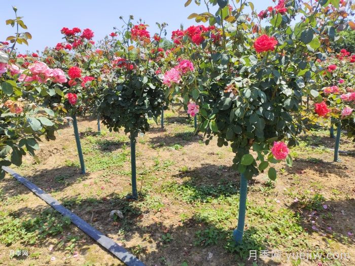 高杆月季是绿化常用品种,价格是多少?(图2) 高杆月季是绿化常用品种,价格是多少?(图2)