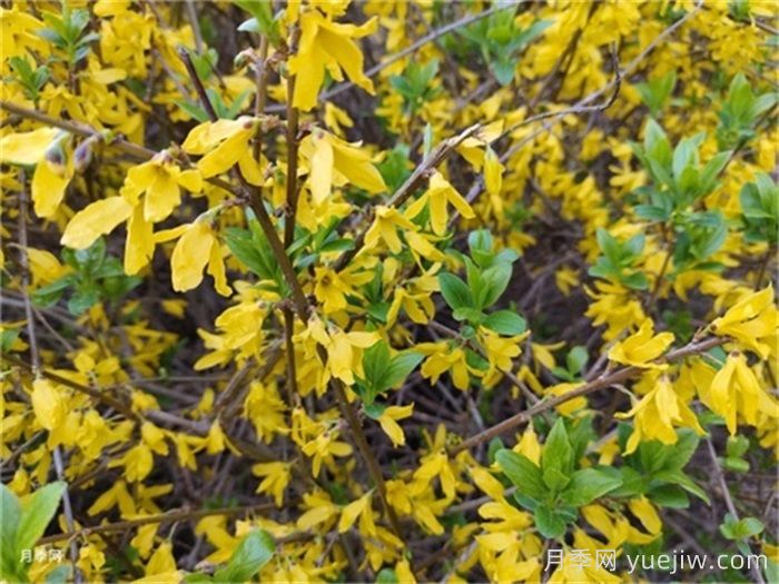 迎春花和连翘的区别?(图2) 迎春花和连翘的区别?(图2)