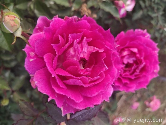 月季染上白粉病,掌握这3招轻松解决(图2) 月季染上白粉病,掌握这3招轻松解决(图2)