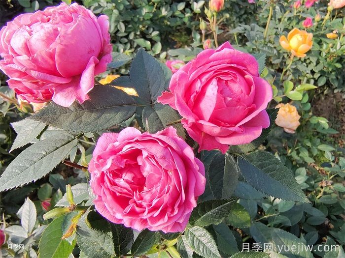 吐鲁番月季应用和月季景观(图1)