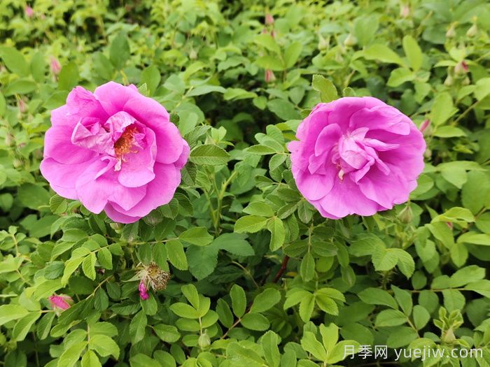 和田玫瑰应用和月季景观  (图1)